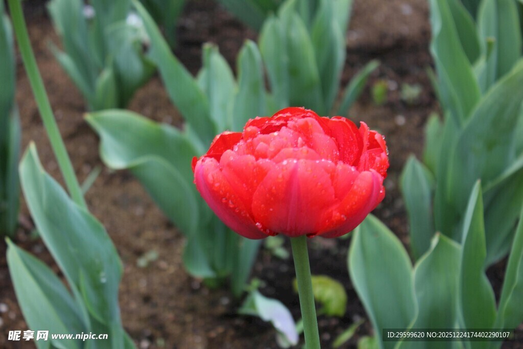 娇艳红郁金香绽放