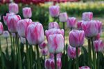 粉色郁金香花海美景