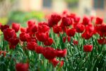 鲜艳红郁金香绽放美景