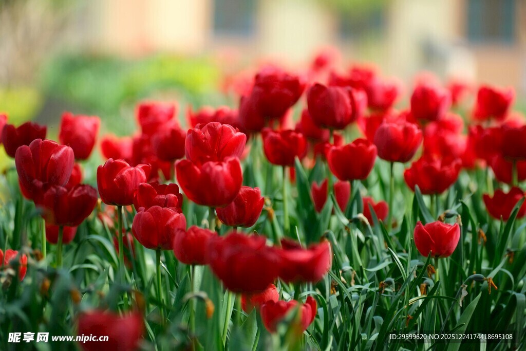 鲜艳红郁金香绽放美景