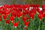 鲜艳红郁金香绽放