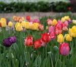 多彩郁金香绽放的美丽花田