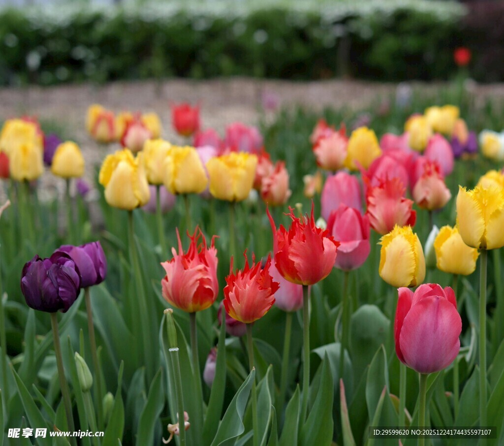 多彩郁金香绽放的美丽花田