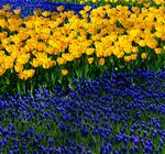 黄蓝花卉交织的绚烂景致