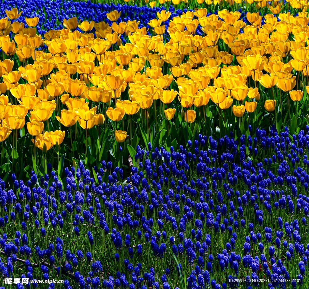 黄蓝花卉交织的绚烂景致