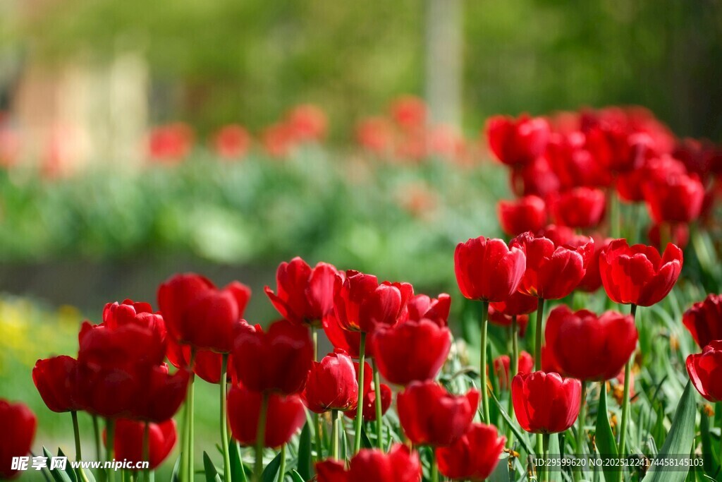 鲜艳红郁金香绽放美景