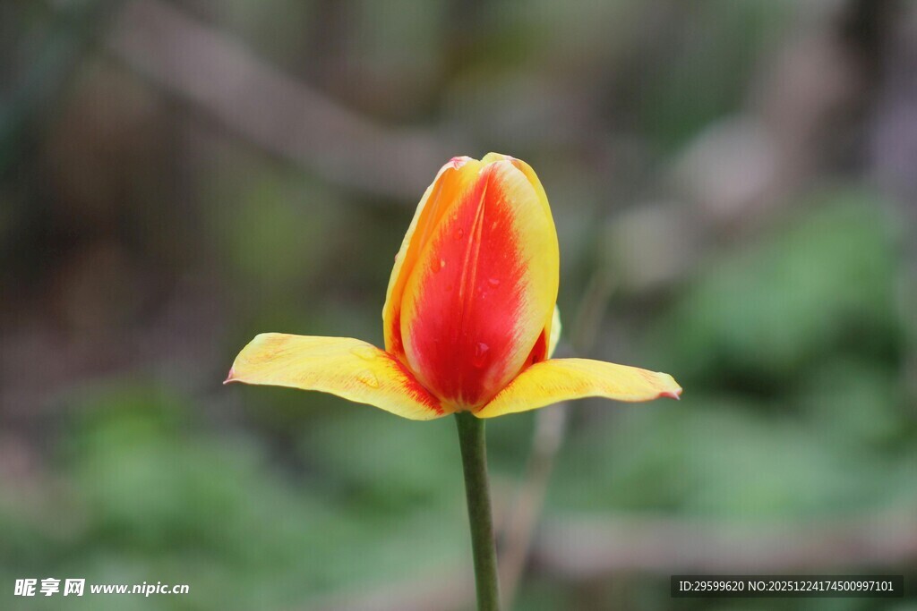 红黄相间的美丽郁金香