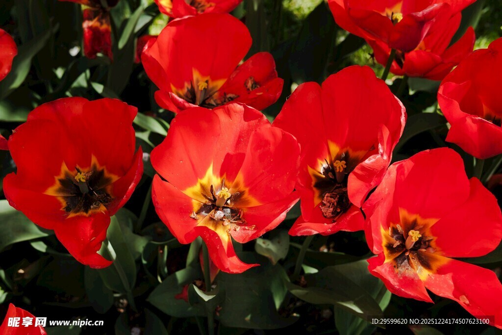 鲜艳红色郁金香绽放