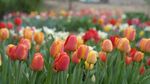 多彩郁金香绽放的美景