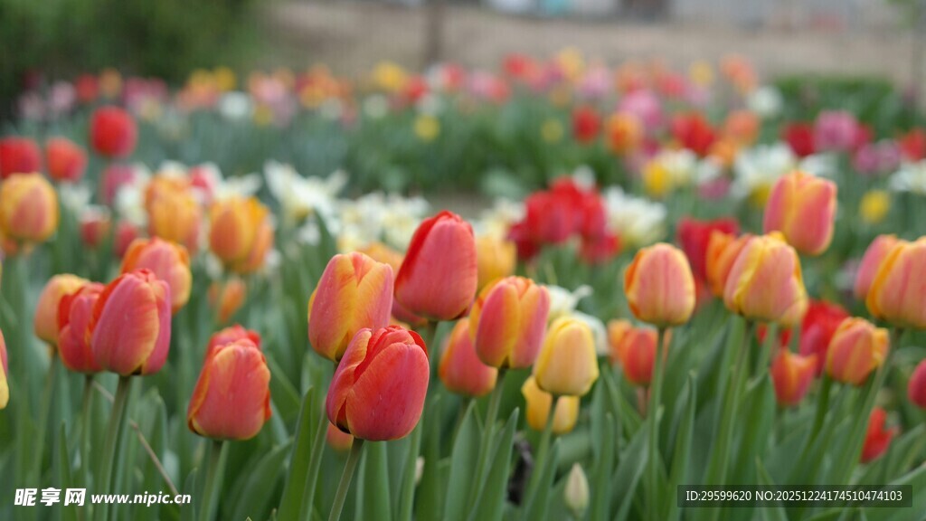 多彩郁金香绽放的美景