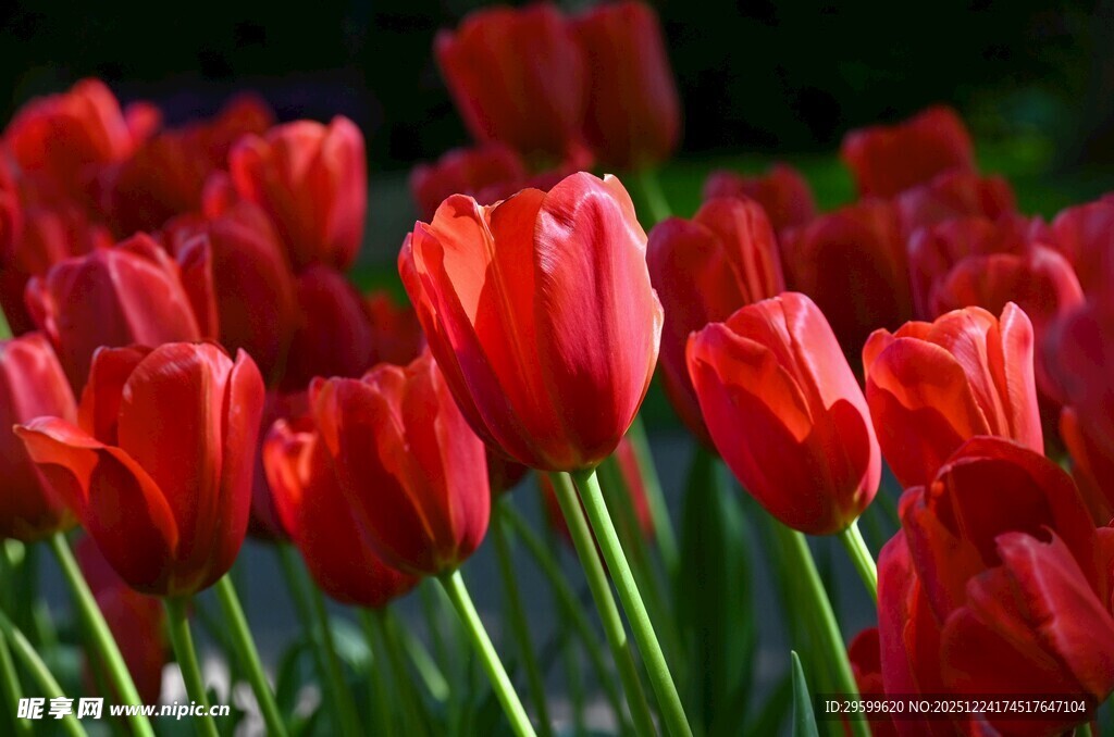 鲜艳红郁金香绽放