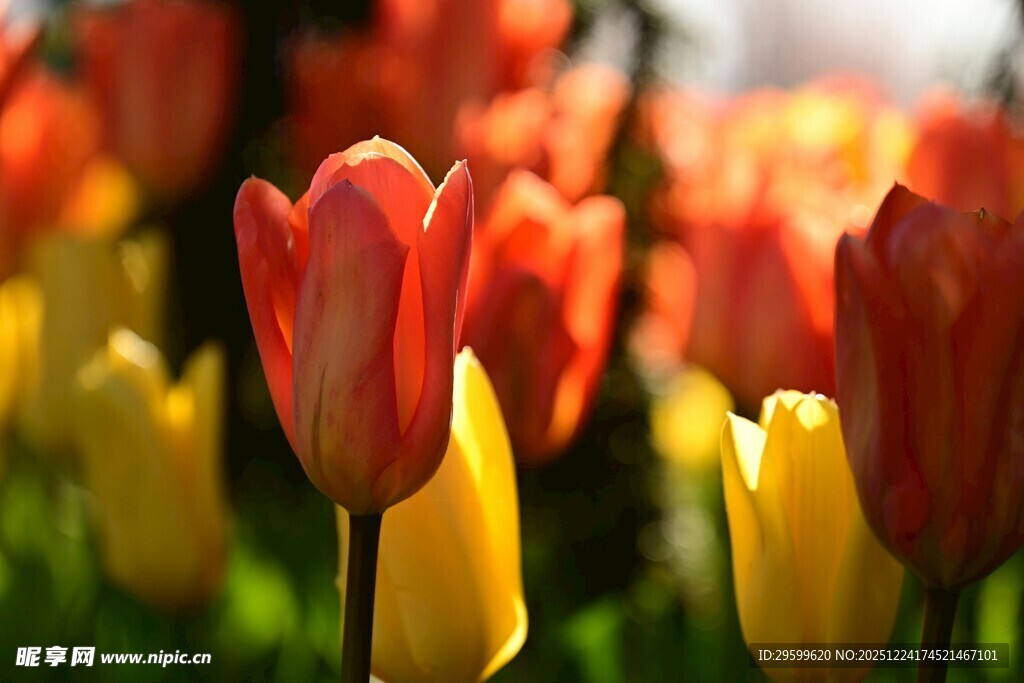 多彩郁金香绽放