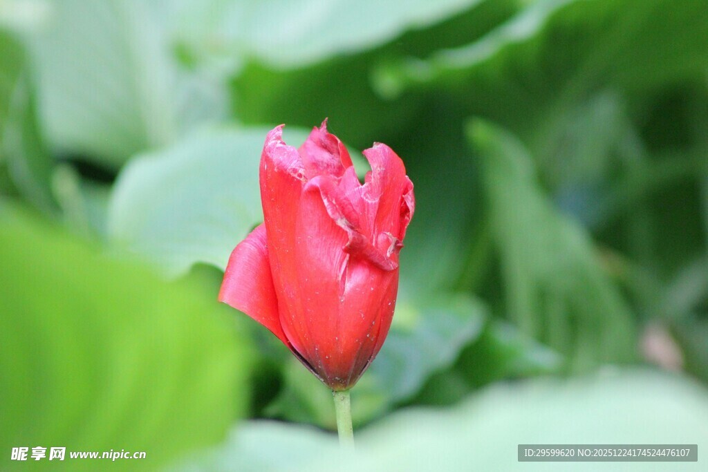 娇艳欲滴的红色郁金香