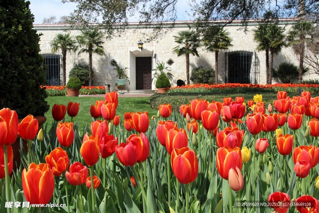 庭院中盛开的艳丽红郁金香