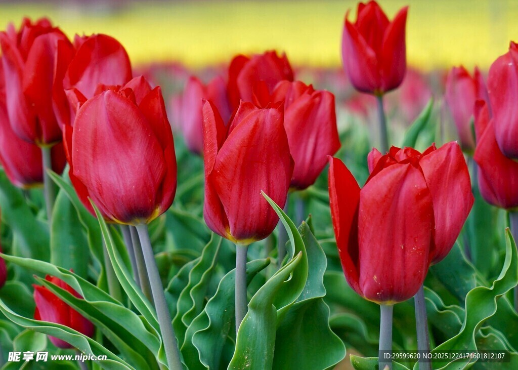 鲜艳红郁金香绽放美景