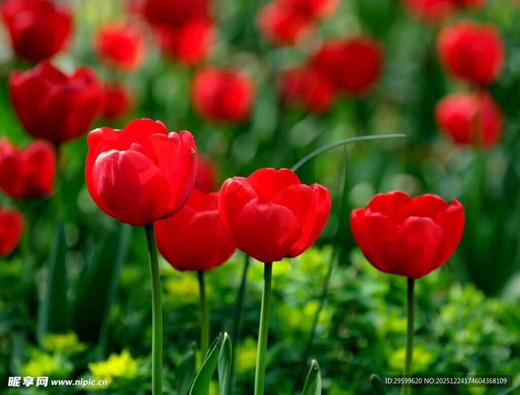 红郁金香绽放的美丽花田