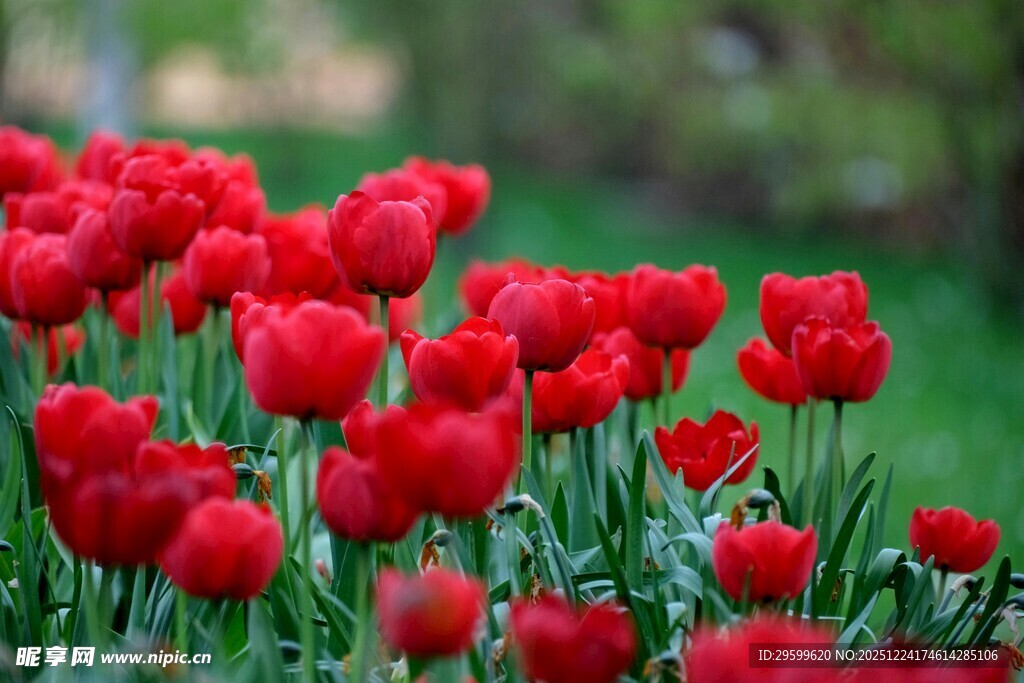 鲜艳红郁金香绽放