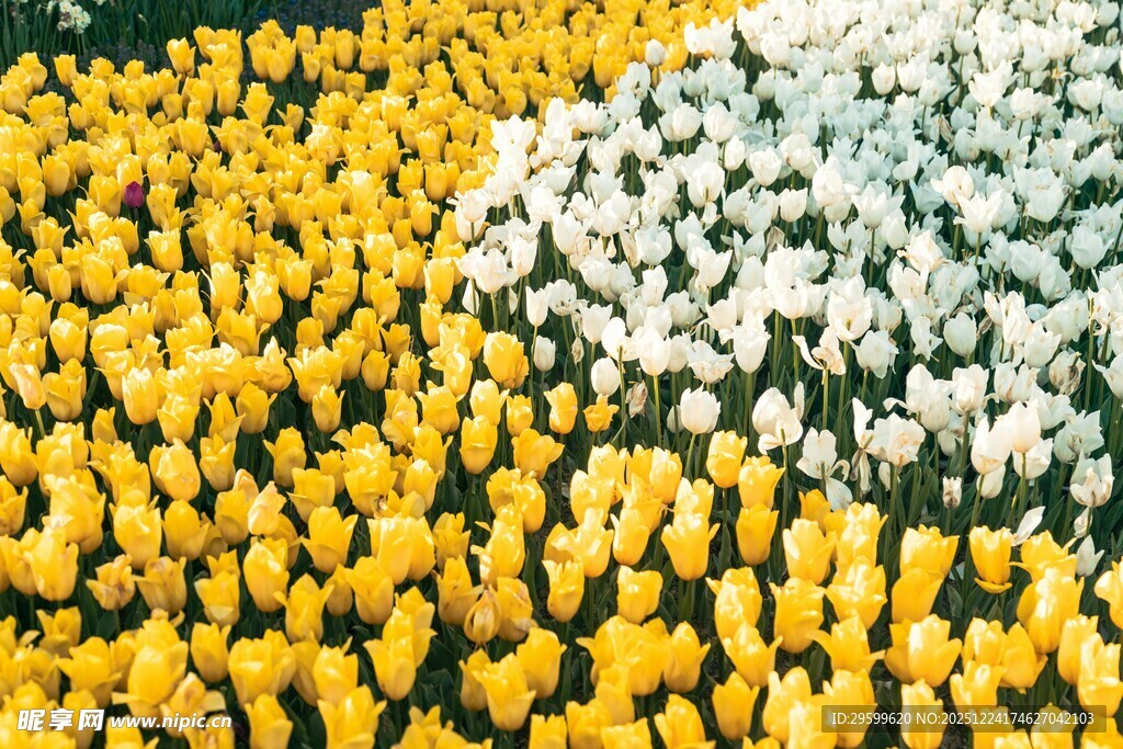 花海中的黄白花朵交织