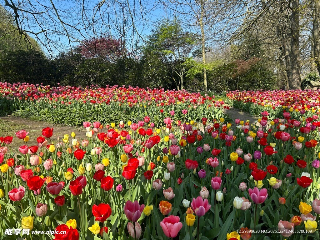 多彩郁金香花海美景