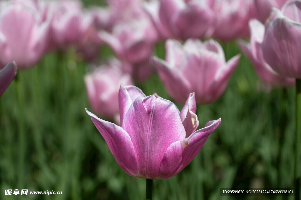 粉色郁金香花海