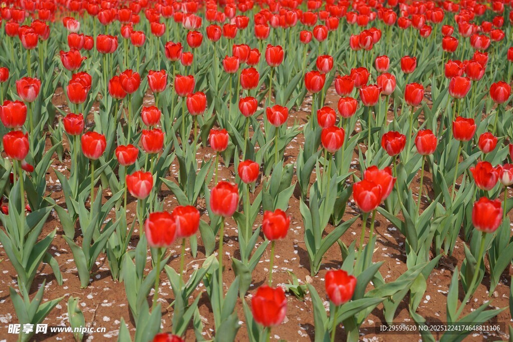 红色郁金香花海