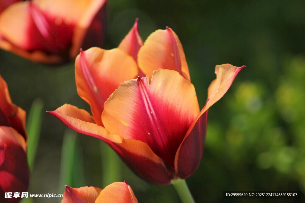 橙红色郁金香绽放