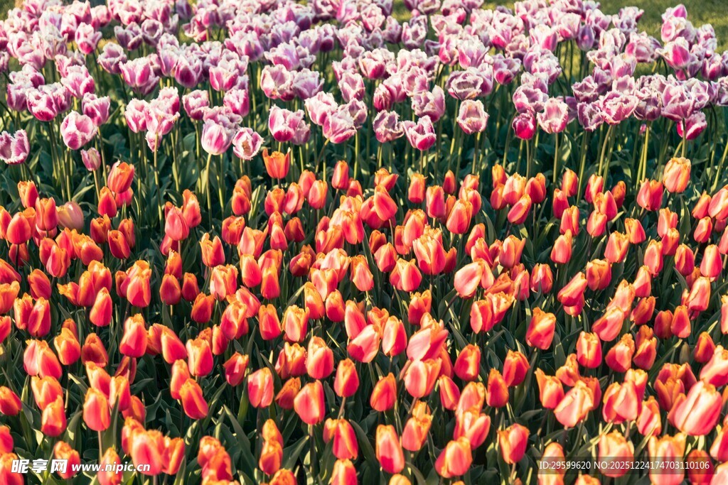 多彩郁金香花海