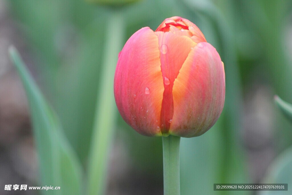娇艳欲滴的单支红色郁金香