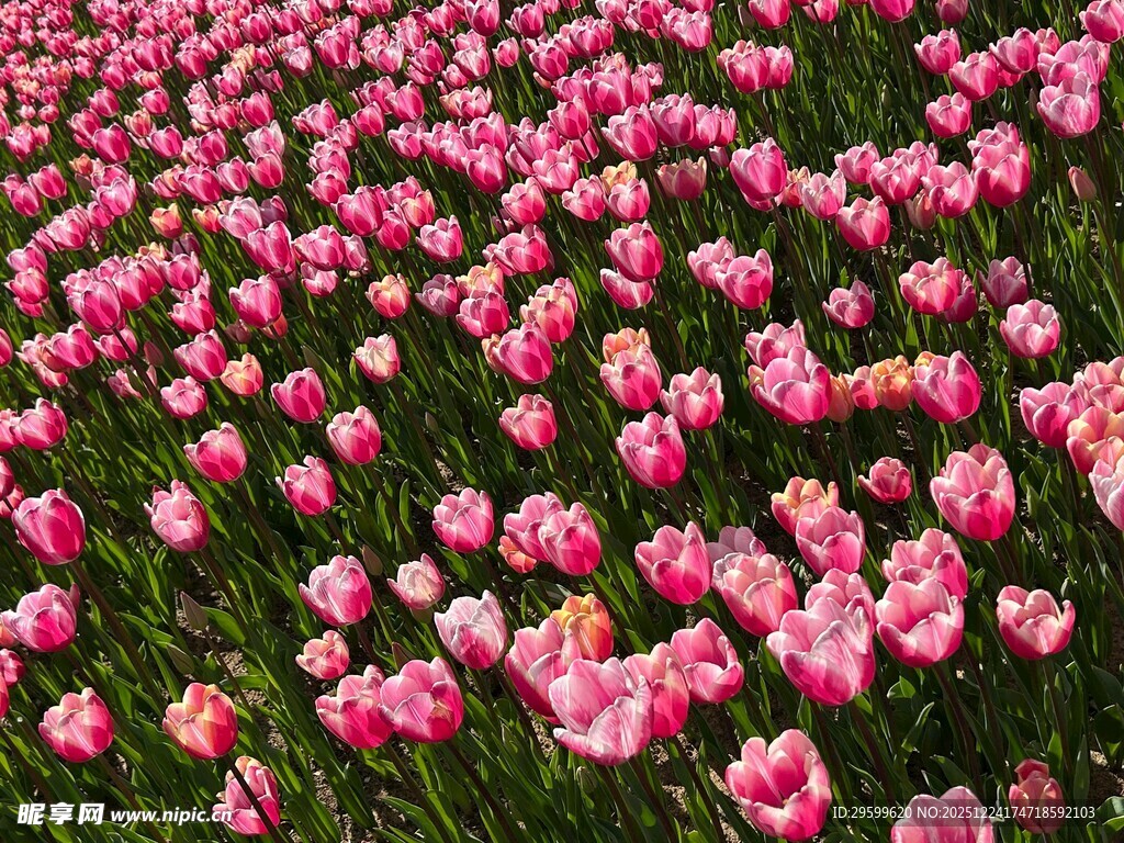 粉色浪漫郁金香花海