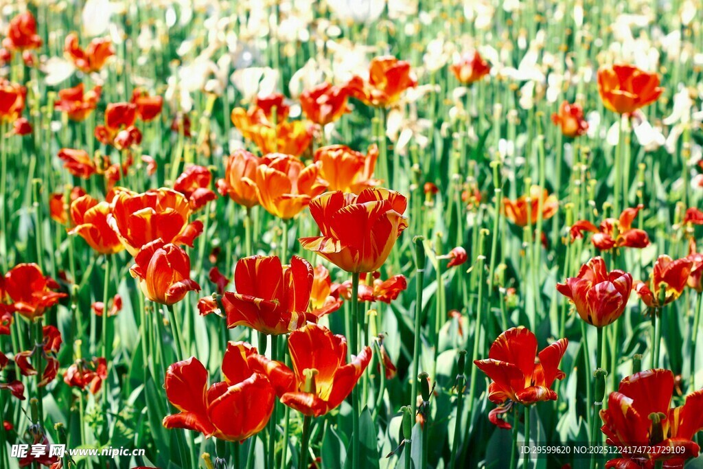 鲜艳红郁金香花海