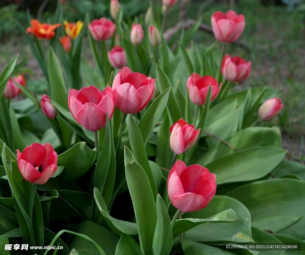 娇艳郁金香绽放于绿地