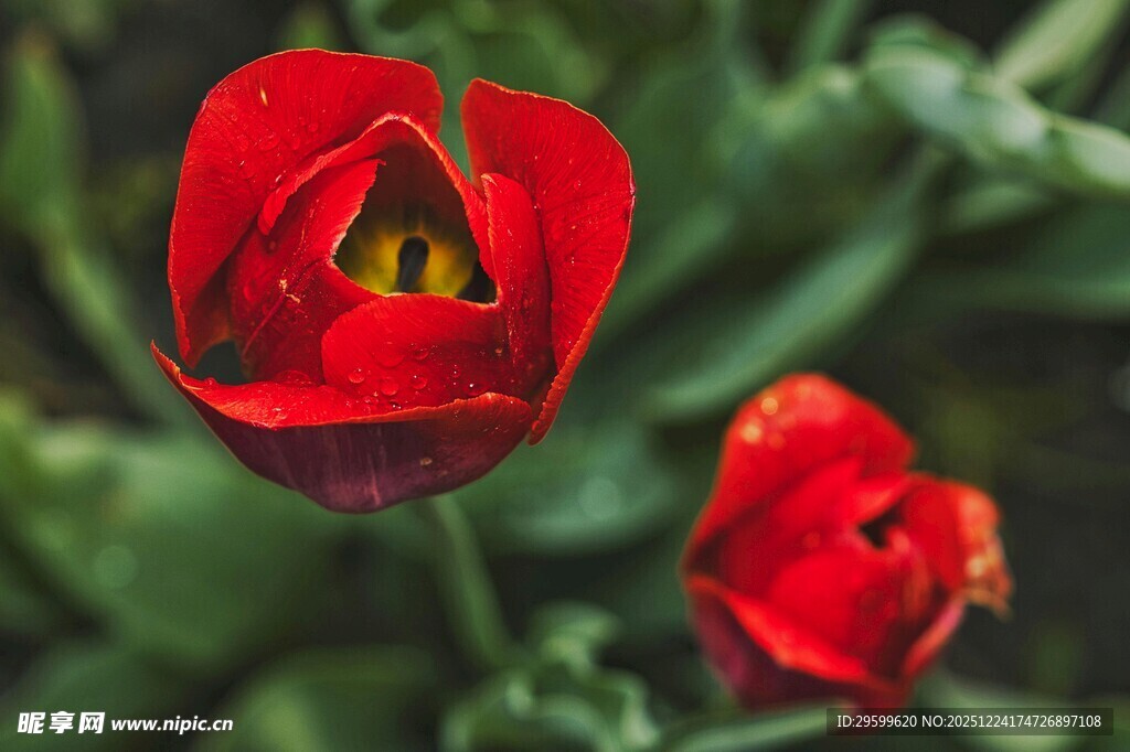 娇艳红郁金香绽放