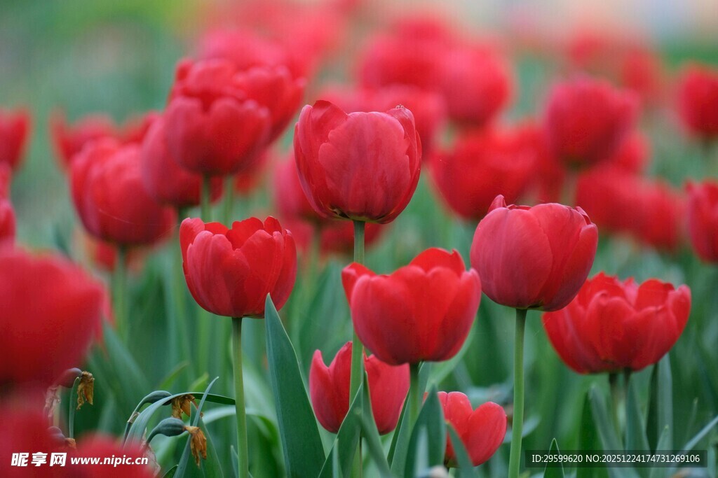 鲜艳红郁金香花海