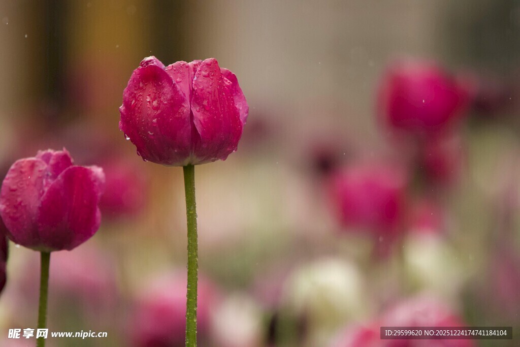 娇艳欲滴的粉色郁金香