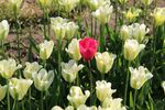 万白丛中一点红郁金香