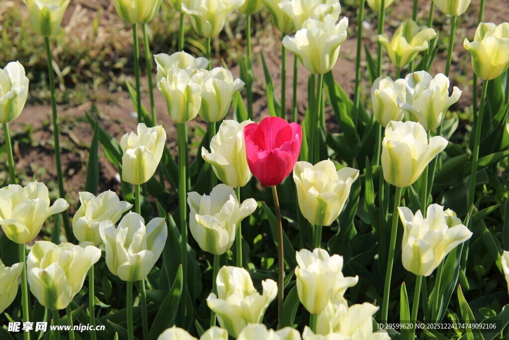 万白丛中一点红郁金香