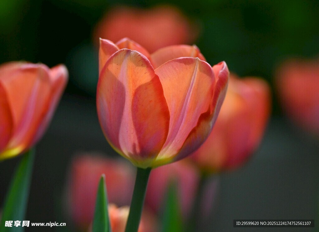 娇艳粉色郁金香绽放