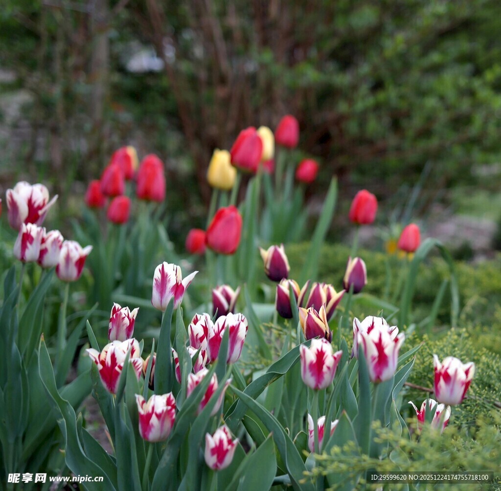 多彩郁金香绽放花园