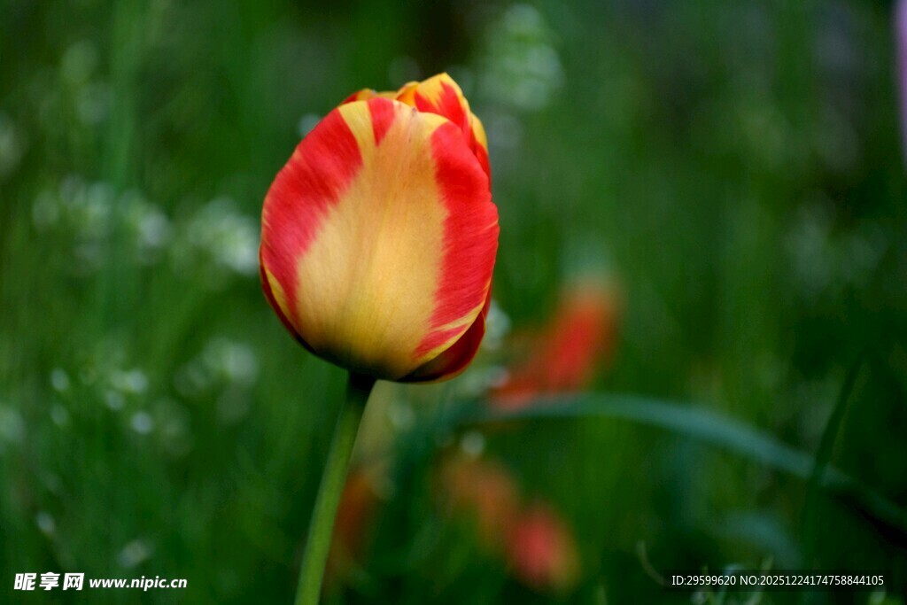 红黄相间的娇艳郁金香