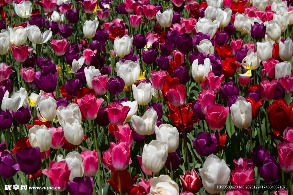 多彩郁金香花海