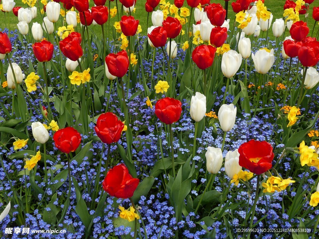 多彩郁金香花海绽放