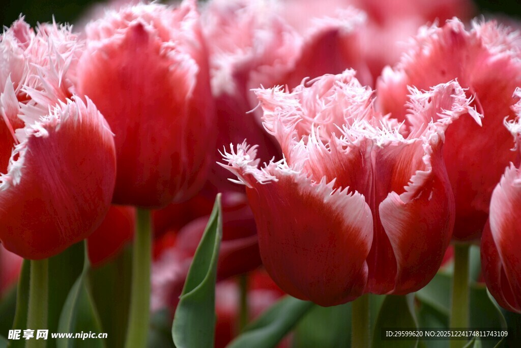 红色流苏边郁金香绽放