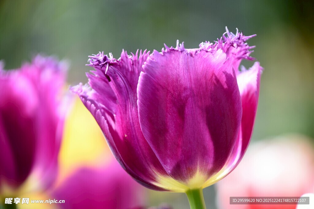 紫色郁金香特写