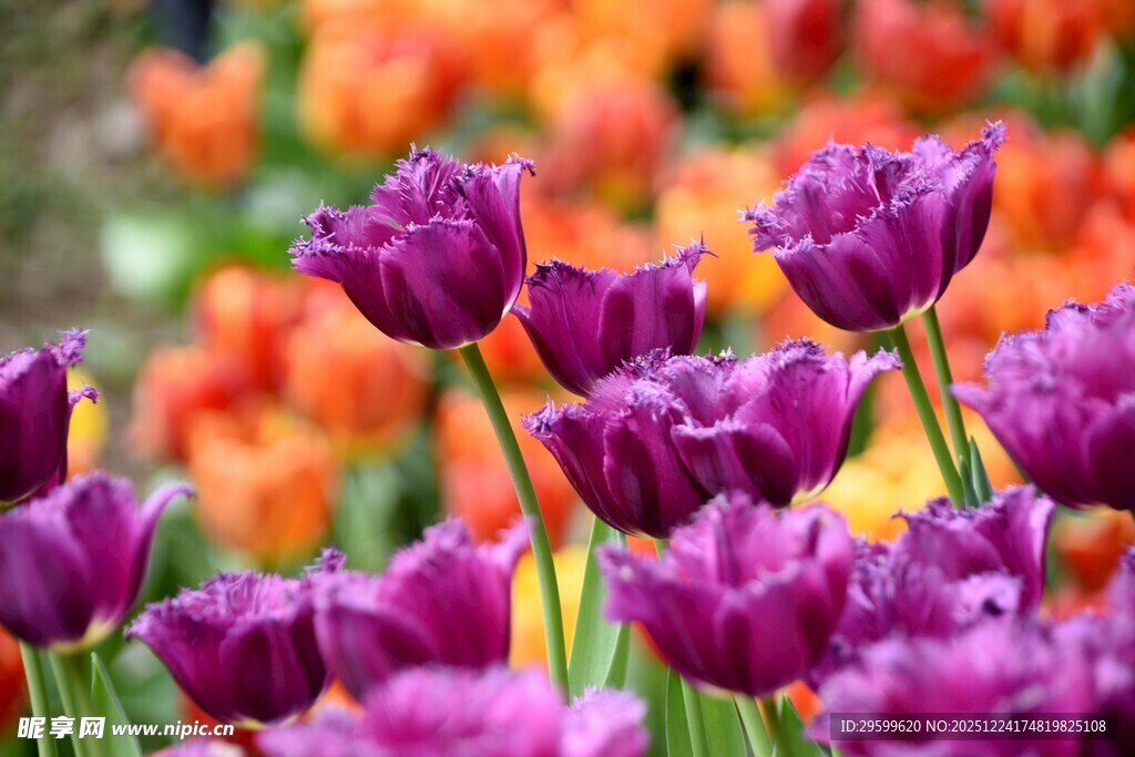 紫色橙色郁金香花海