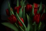 娇艳红郁金香绽放