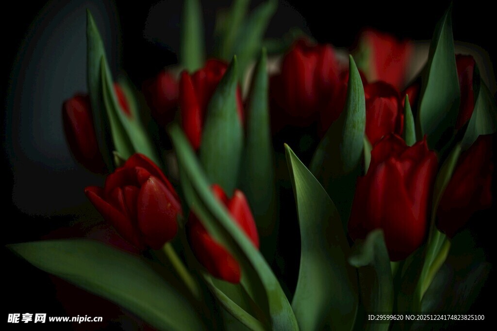 娇艳红郁金香绽放