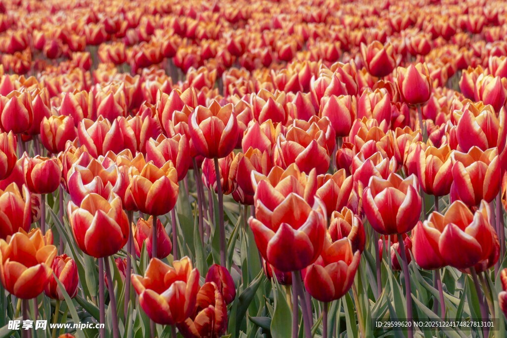 绚烂红郁金香花海