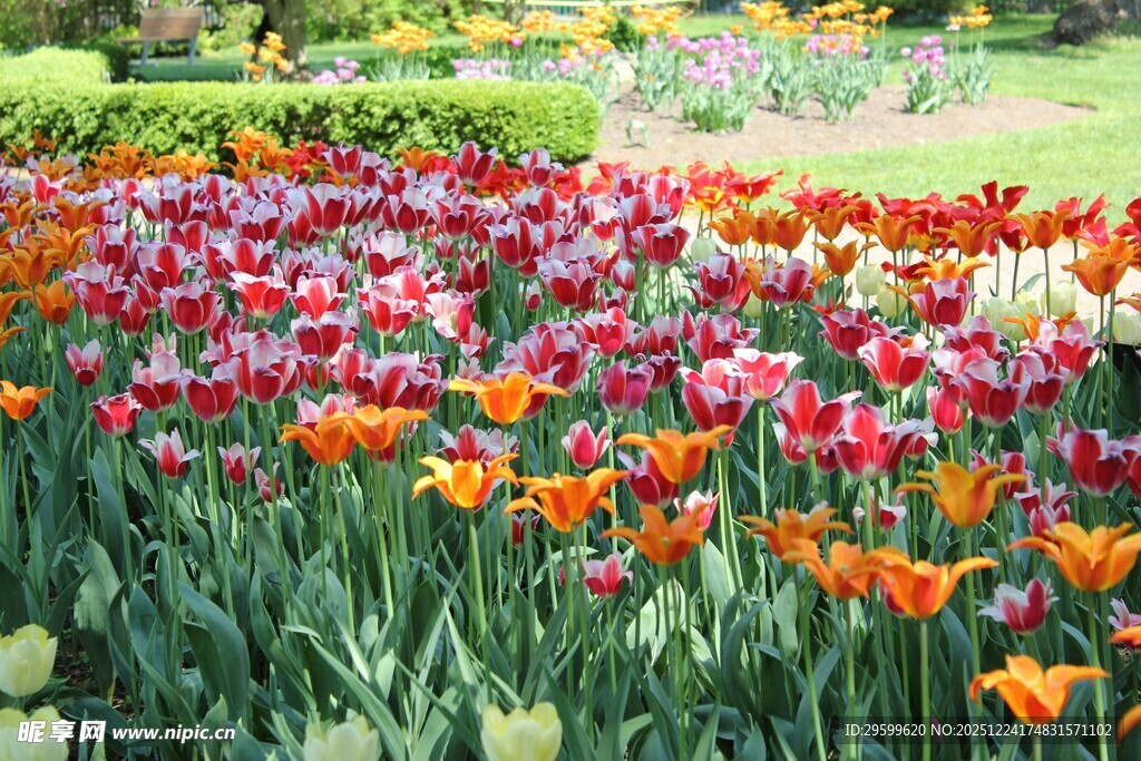 多彩郁金香花海美景