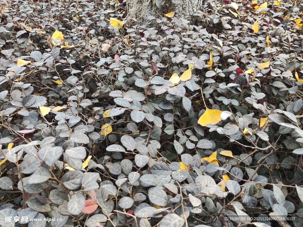 地面散落枯叶碎石