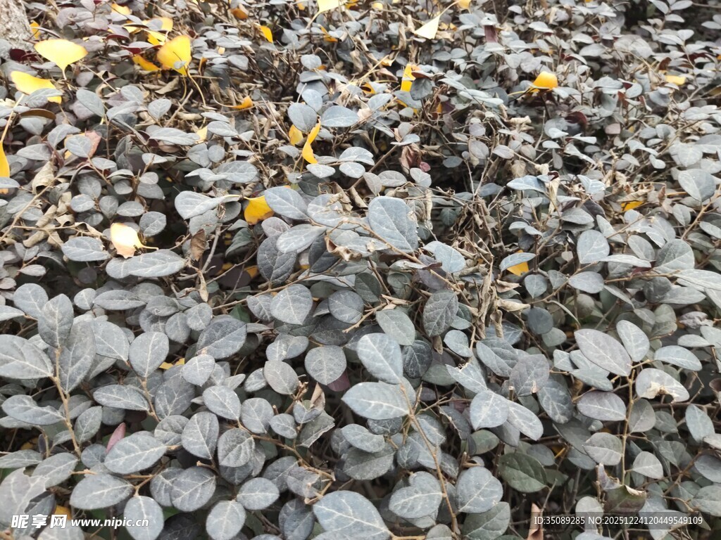 灰色碎石间的黄色小花